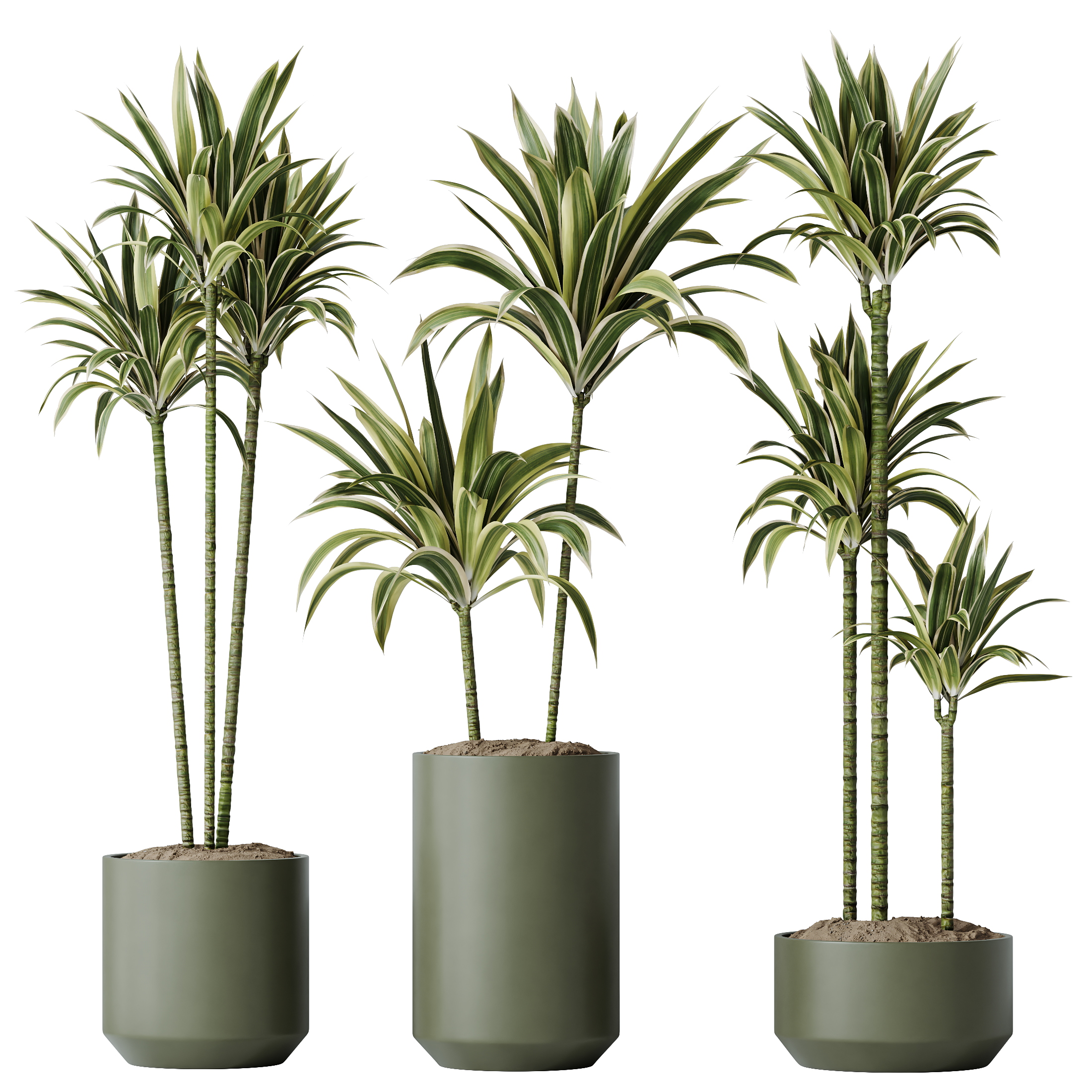 HQ HousePlants Dracaena Warneckii Lemon Lime Cane Dragon Set02